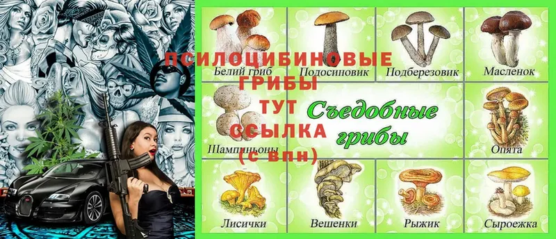 Псилоцибиновые грибы Psilocybe  Нахабино 